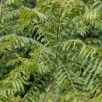 Feuillage et fleurs de l’Acajou de Chine (Toona sinensis) dans le jardin botanique d’Au Bois Vert