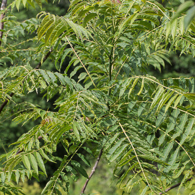 Листва и цветы Китайский махагон (Toona sinensis) в ботаническом саду Au Bois Vert.