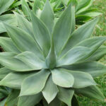 Agave attenuata avec son inflorescence incurvée dans un jardin botanique.