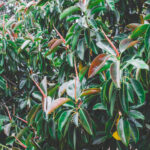 Ficus elastica ou Arbre à caoutchouc dans le jardin botanique Au Bois Vert.