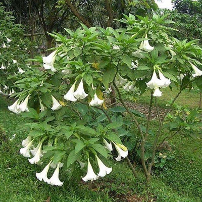 Trompette des anges blanc en pleine floraison au jardin botanique d’Au Bois Vert.