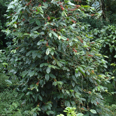 Coffea arabica, Cafeto arábigo en el jardín botánico Au Bois Vert