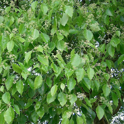 Cinnamomum camphora, also known as Camphor tree, in the botanical garden