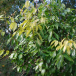 Cannelle de Chine (Cinnamomum cassia) dans le jardin botanique d’Au Bois Vert