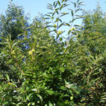 Châtaignier (Castanea sativa) dans le jardin botanique Au Bois Vert