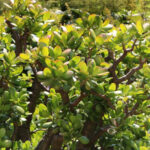 Crassula ovata ou Arbre de jade dans le Jardin Botanique d’Au Bois Vert