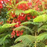 Fleurs rouges éclatantes du Delonix regia dans un jardin botanique.