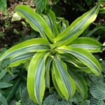 Le Le dragonnier parfumé ou Dracaena fragrans dans le jardin botanique Au Bois Vert à Ivato