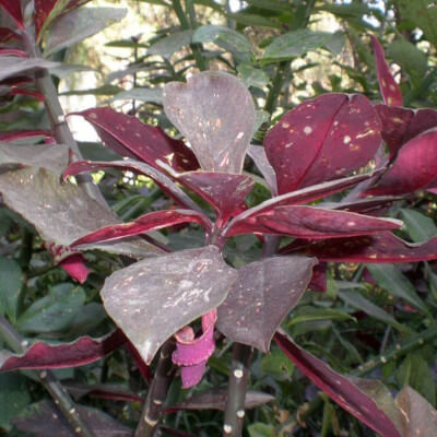 Euphorbia umbellata, Euphorbe marbrée dans le jardin botanique d’Au Bois Vert