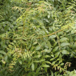 Fraxinus excelsior, un arbre majestueux du Jardin Botanique d’Au Bois Vert