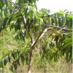 Goyave (Psidium guajava) dans le jardin botanique d’Au Bois Vert à Ivato