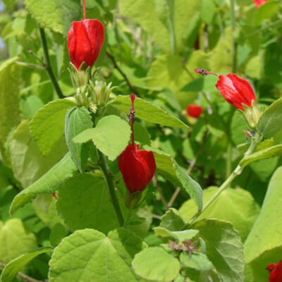 Fleurs rouges éclatantes du Malvaviscus arboreus au Jardin Botanique d’Au Bois Vert