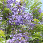 Jacaranda mimosifolia en fleur au Jardin Botanique d'Au Bois Vert