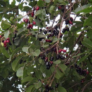 Syzygium cumini dans le jardin botanique Au Bois Vert