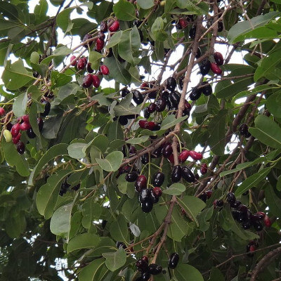 Syzygium cumini dans le jardin botanique Au Bois Vert