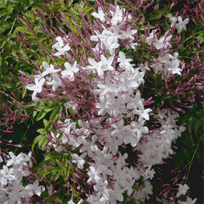 Fleurs étoilées et parfumées du Jasminum polyanthum au jardin botanique Au Bois Vert