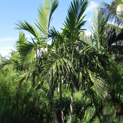 Palmier Kentia ou Howea forsteriana dans le Jardin Botanique Au Bois Vert à Ivato