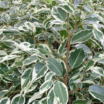 Ficus benjamina, figuier pleureur dans le jardin botanique