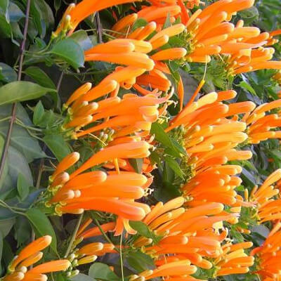 Pyrostegia venusta en fleur au Jardin Botanique d’Au Bois Vert