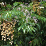 Margousier ou Melia azedarach avec fleurs mauves dans le jardin botanique d’Au Bois Vert.