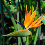 Fleur d’Oiseau de Paradis (Strelitzia reginae) avec ses pétales orange et bleu dans le jardin botanique.