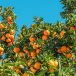 Oranger (Citrus sinensis) en floraison dans un jardin botanique.