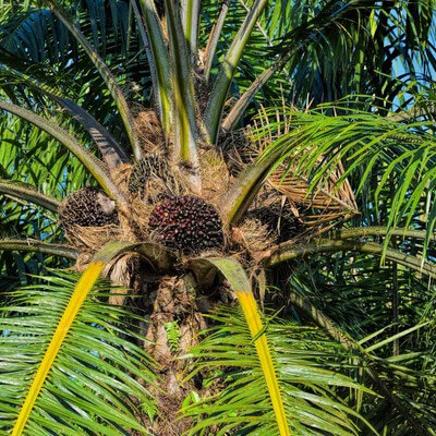 Palmier à huile dans le jardin botanique d’Au Bois Vert à Ivato