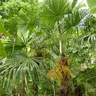 Palmier de Chine dans le jardin botanique Au Bois Vert à Ivato