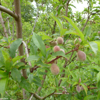 Fleur et fruits du Prunus persica, pêcher au jardin botanique Au Bois Vert.