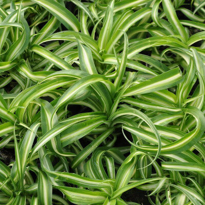 Chlorophytum comosum ou plante araignée dans le jardin botanique d’Au Bois Vert à Ivato.