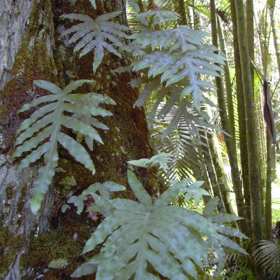 Polypode doré (Phlebodium aureum) au jardin botanique d’Au Bois Vert.