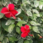 Fleur rouge éclatante de l’Hibiscus rosa-sinensis au jardin botanique d’Au Bois Vert.