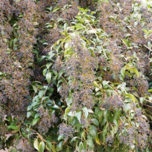 Troène luisant (Ligustrum lucidum) au jardin botanique d’Au Bois Vert, Antananarivo