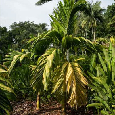 Areca catechu (Arequier), a tropical palm at the Au Bois Vert botanical garden in Ivato