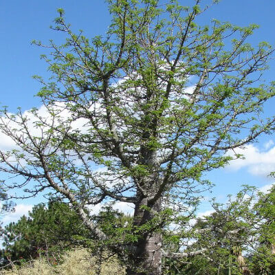 Baobab de Grandidier dans le jardin botanique d’Au Bois Vert, Madagascar