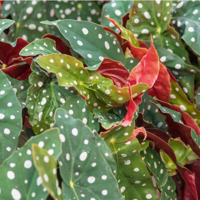 Feuilles et fleurs du Begonia maculata au jardin botanique d’Au Bois Vert