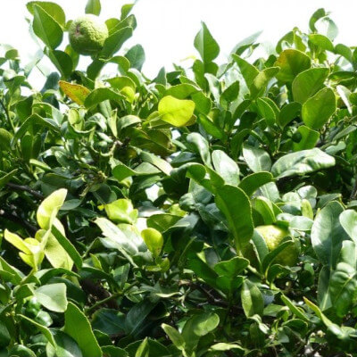 Citrus hystrix (Limón kaffir) en el jardín botánico Au Bois Vert