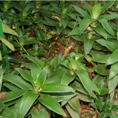 Callisia fragante con sus hojas verdes y moradas en el jardín botánico de Au Bois Vert