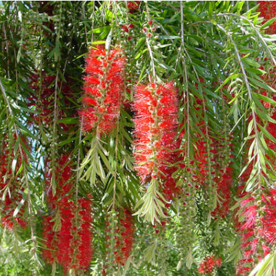 Fleurs rouges du Callistemon viminalis dans un jardin botanique.