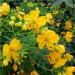 Cassia corymbosa (Senné corymbosa) en pleine floraison au jardin botanique d’Au Bois Vert