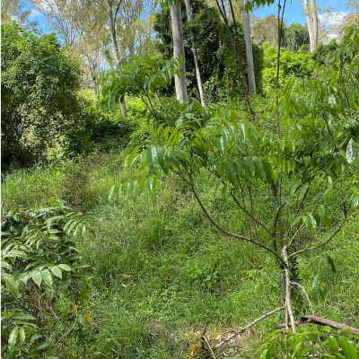 Castanospermum australe (Australische Kastanie) im Botanischen Garten von Au Bois Vert in Ivato