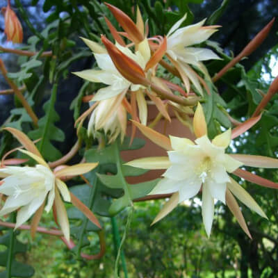 Epiphyllum anguliger (Cactus zigzag) en fleur au jardin botanique d’Au Bois Vert