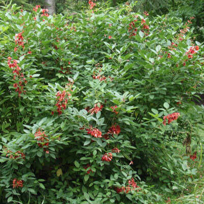 Albero di corallo in fiore al giardino botanico Au Bois Vert