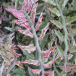 Euphorbia tithymaloides (Pantoufle) au Jardin Botanique Au Bois Vert