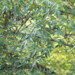 Frêne tropical (Fraxinus uhdei) dans le jardin botanique Au Bois Vert à Ivato