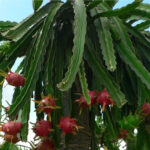 Fleur et fruit de Hylocereus undatus, également connu sous le nom de pitaya, au jardin botanique d’Au Bois Vert.