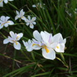 Dietes iridioides, ou Iris d’Afrique du Sud, dans le jardin botanique d’Au Bois Vert à Ivato