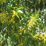 Feuilles et fleurs d’Acacia auriculiformis au Jardin Botanique Au Bois Vert