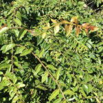 Pereskia aculeata, Groseiller des Barbades au Jardin Botanique