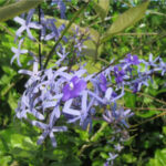 Petrea volubilis, Liane de Saint-Jean, fleurissant au jardin botanique d’Au Bois Vert